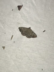 Hemeroplanis scopulepes