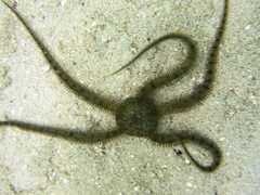 Ophiuridae