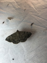 Hemeroplanis scopulepes