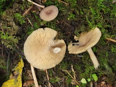 Lactarius griseus