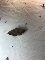 Hemeroplanis scopulepes