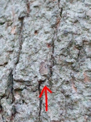 Agonopterix curvilineella