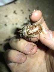 Polyphylla mescalerensis