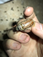 Polyphylla mescalerensis