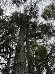 Sphaerophorus globosus