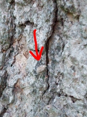 Agonopterix curvilineella