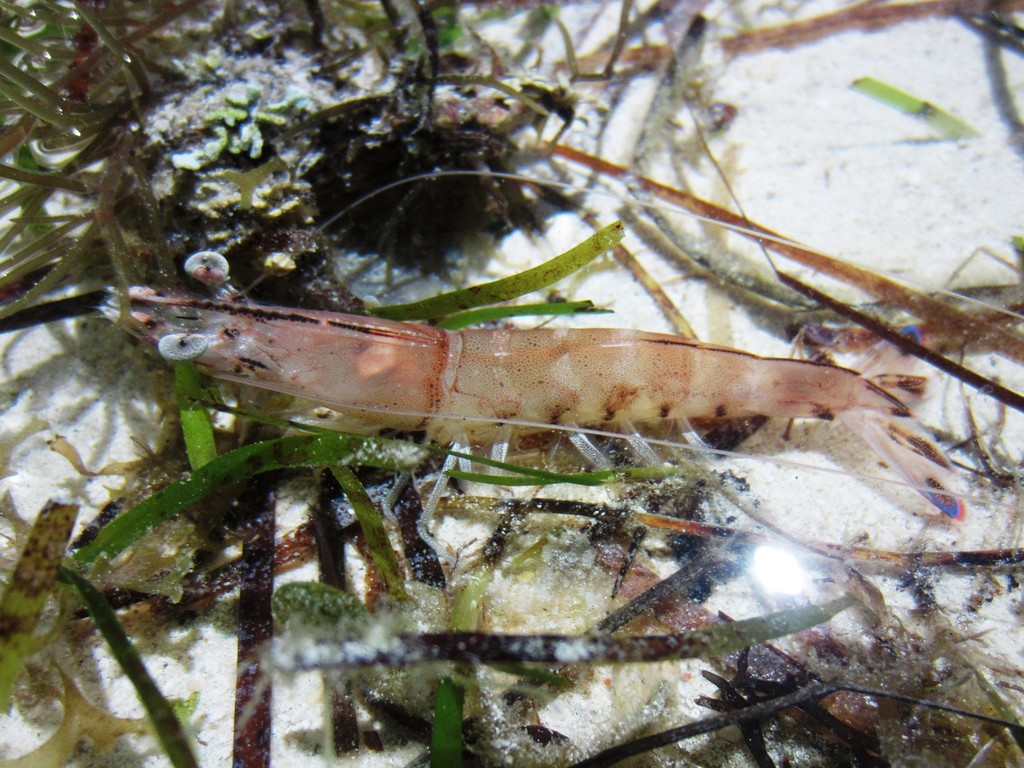 Western King Prawn
