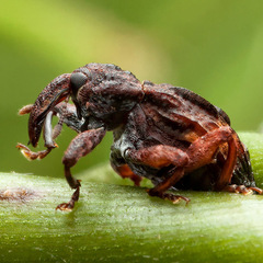 Curculionoidea