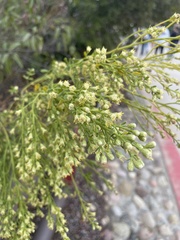Baccharis sarothroides × pilularis
