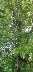 Gleditsia triacanthos