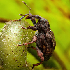 Curculionoidea