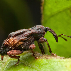 Curculionoidea