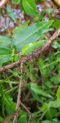 Crematogaster castanea castanea