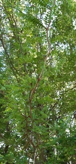 Gleditsia triacanthos