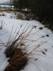 Marsippospermum grandiflorum