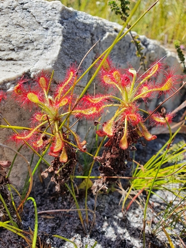 Drosera glabripes