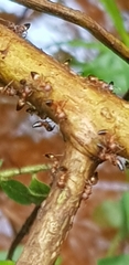 Crematogaster castanea castanea