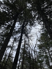 Sphaerophorus globosus