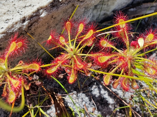 Drosera glabripes