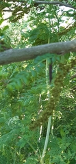 Gleditsia triacanthos