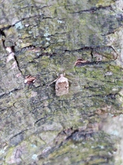 Agonopterix curvilineella