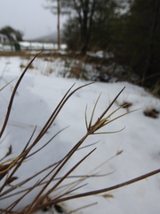 Marsippospermum grandiflorum