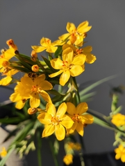 Sisyrinchium palmifolium