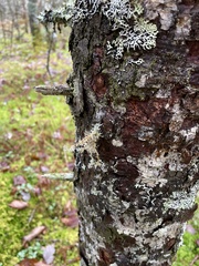 Sphaerophorus globosus