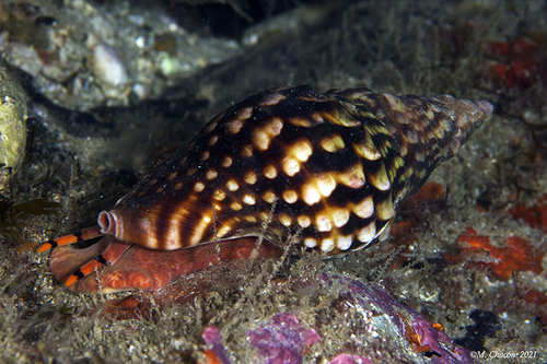 Knobbed Triton Snail
