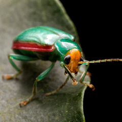 Diabrotica rufolimbata