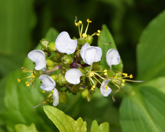 Aneilema dregeanum