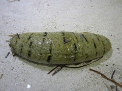 Holothuria scabra