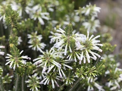 Erica thomae thomae