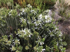 Erica thomae thomae