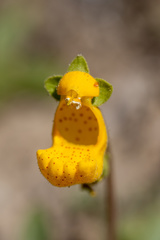 Calceolaria uniflora × polyrhiza