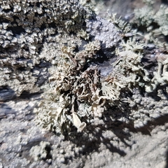 Ramalina capitata