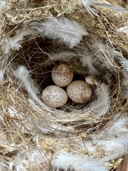 Vireo bellii