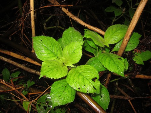 Cyrtandra lydgatei