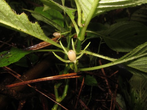 Cyrtandra lydgatei