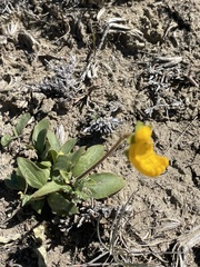 Calceolaria uniflora × polyrhiza