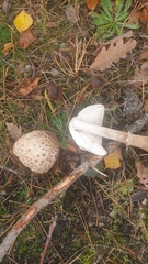 Macrolepiota procera