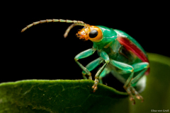 Diabrotica rufolimbata