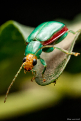 Diabrotica rufolimbata