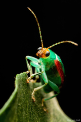 Diabrotica rufolimbata