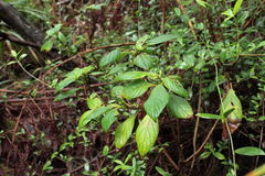 Cyrtandra lysiosepala