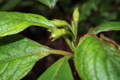 Cyrtandra lysiosepala