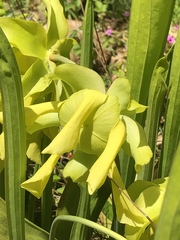 Sarraceniaceae