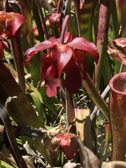 Sarraceniaceae