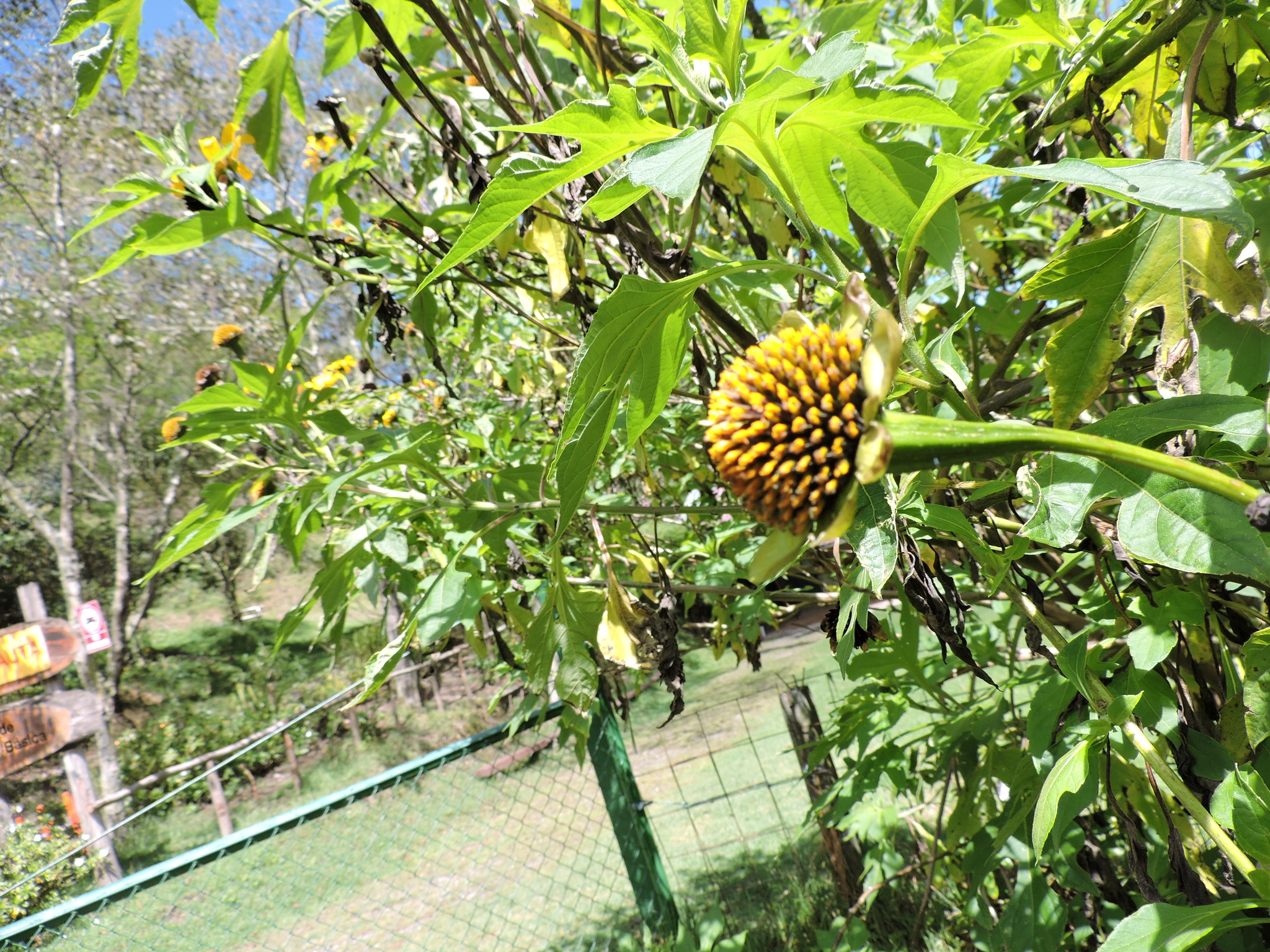 Tithonia image