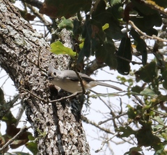 Baeolophus bicolor × atricristatus